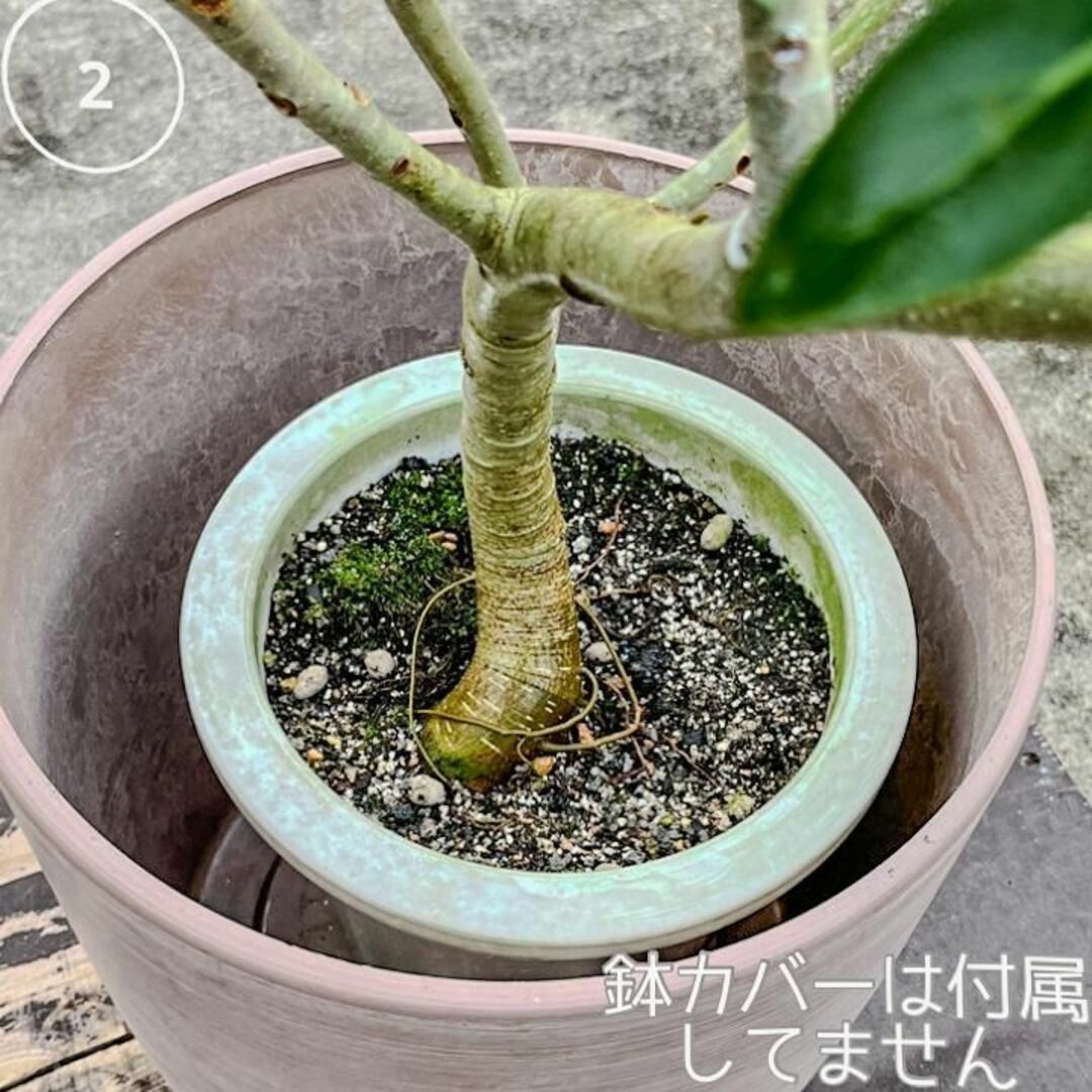 ✨癒しの観葉植物、フィカス・ベンガレンシス✨ ②、個性的な樹形が魅力 ハンドメイドのフラワー/ガーデン(プランター)の商品写真