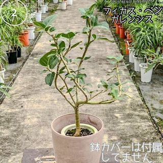 ✨癒しの観葉植物、フィカス・ベンガレンシス✨ ②、個性的な樹形が魅力(プランター)