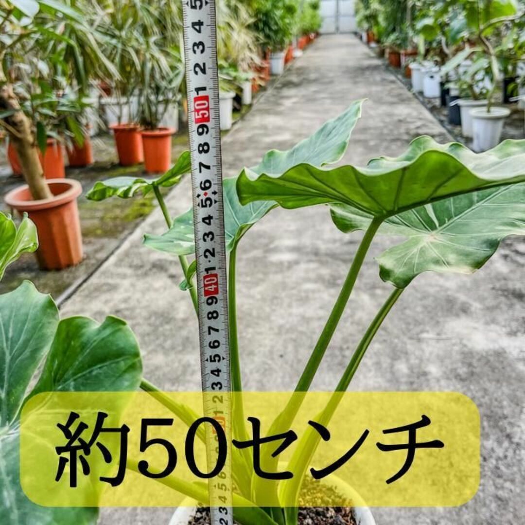 ✨アロカシアオドラ・オキナワシルバー　おしゃれなインテリアグリーン✨ ① ハンドメイドのフラワー/ガーデン(プランター)の商品写真