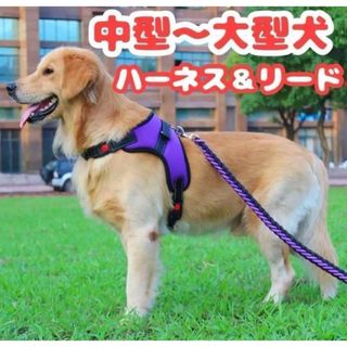 ゴールデンレトリバー ハーネス＆リード 大型犬　イヌ　クッション ドックウェア(犬)