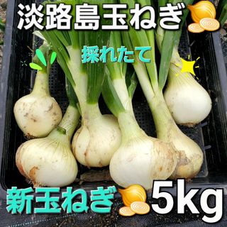 淡路島新玉ねぎ🧅、新鮮美味玉ねぎ5kg(野菜)