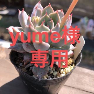 yume様  専用(その他)