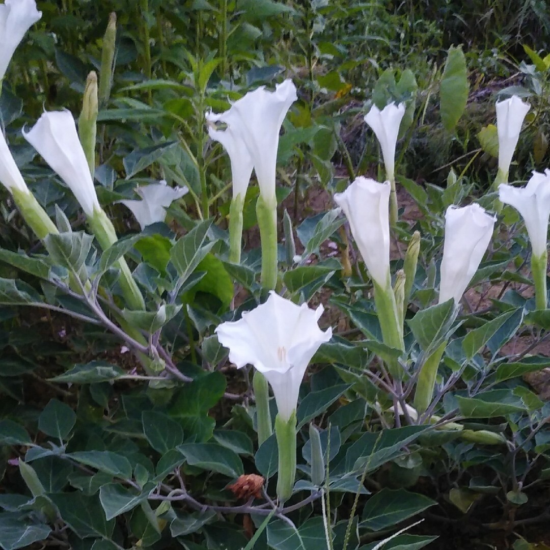 朝鮮朝顔　花の種　50粒以上 ハンドメイドのフラワー/ガーデン(プランター)の商品写真