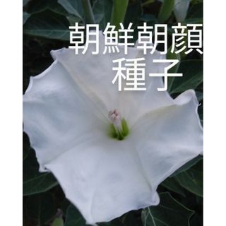 朝鮮朝顔　花の種　50粒以上(プランター)