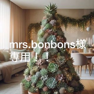 mrs.bonbons様専用ページ！多肉バイキング5苗(その他)