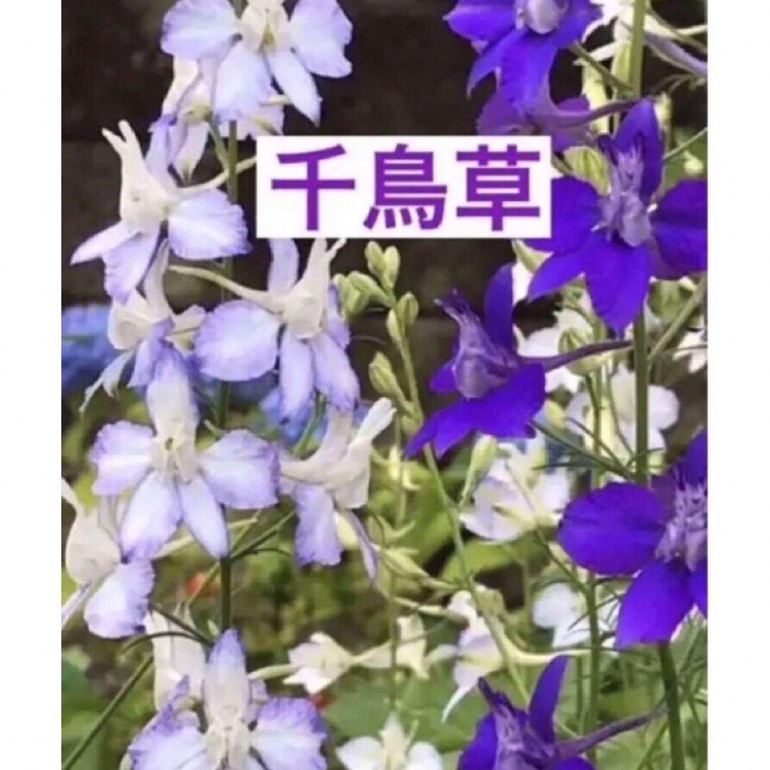 千鳥草の苗　2株 ハンドメイドのフラワー/ガーデン(その他)の商品写真