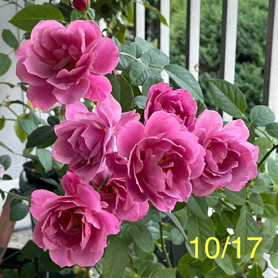 バラ苗 四季咲き 和バラ⑦ ハンドメイドのフラワー/ガーデン(その他)の商品写真