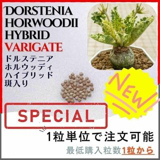 【種子】ドルステニア ホルウッディハイブリッド 斑入り/セット割有 数量1粒から(その他)