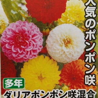 花の種　ダリアポンポン咲きミックス＋オマケ(その他)