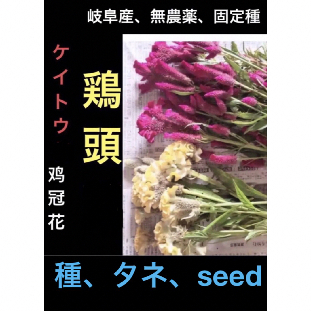 岐阜産、自家採種 無消毒  固定種 ★ 黄、赤ケイトウ100粒 、鸡冠花 ハンドメイドのフラワー/ガーデン(プランター)の商品写真