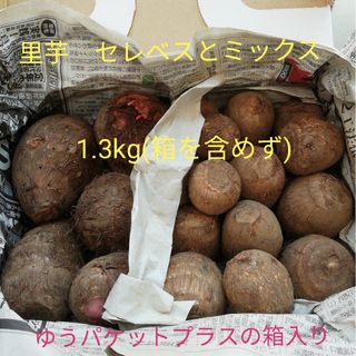 里芋１.３kg　セレベスと詰め合わせ　無農薬自家用　感謝の最終出品になります(野菜)