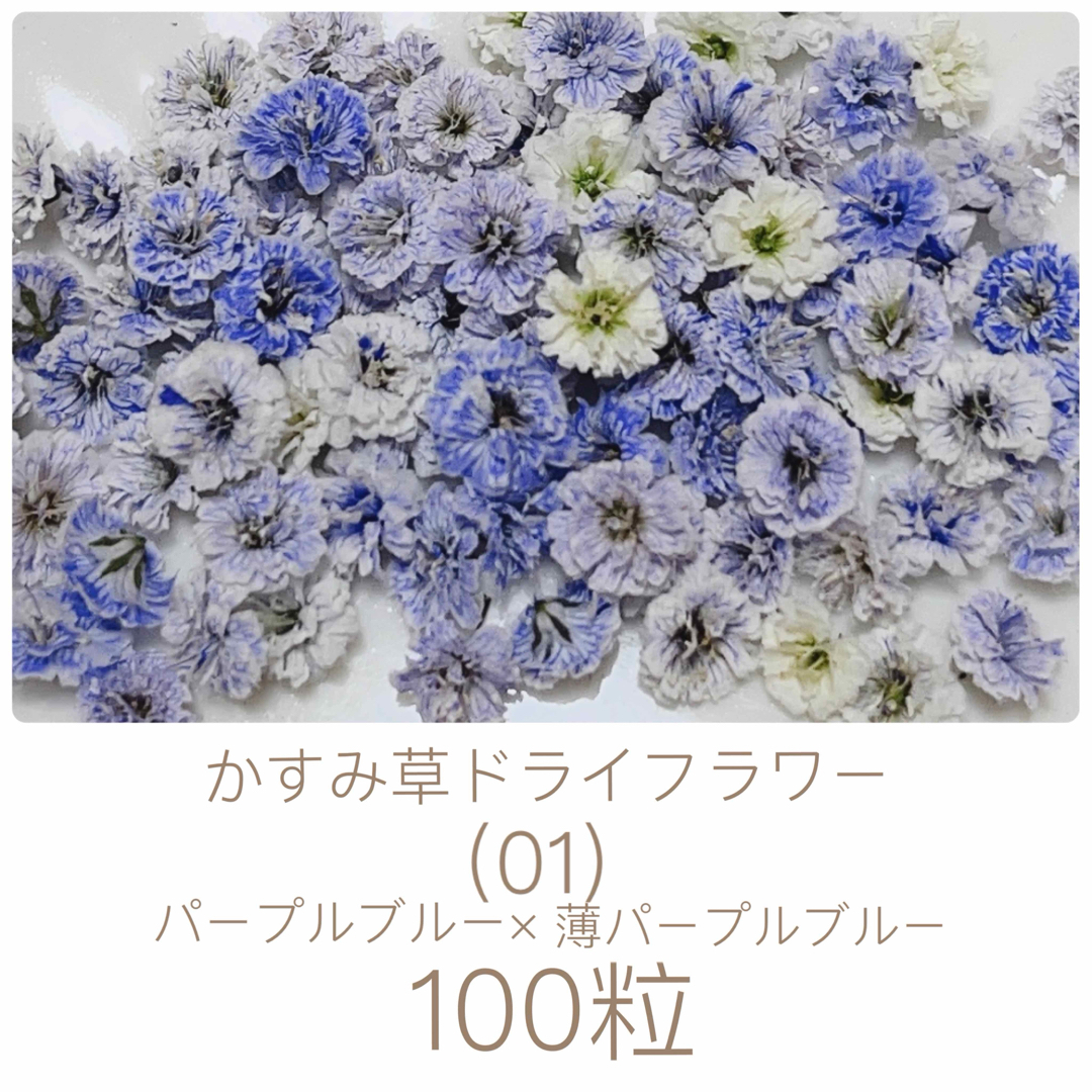 (01)かすみ草ドライフラワー100粒 ハンドメイドのフラワー/ガーデン(ドライフラワー)の商品写真