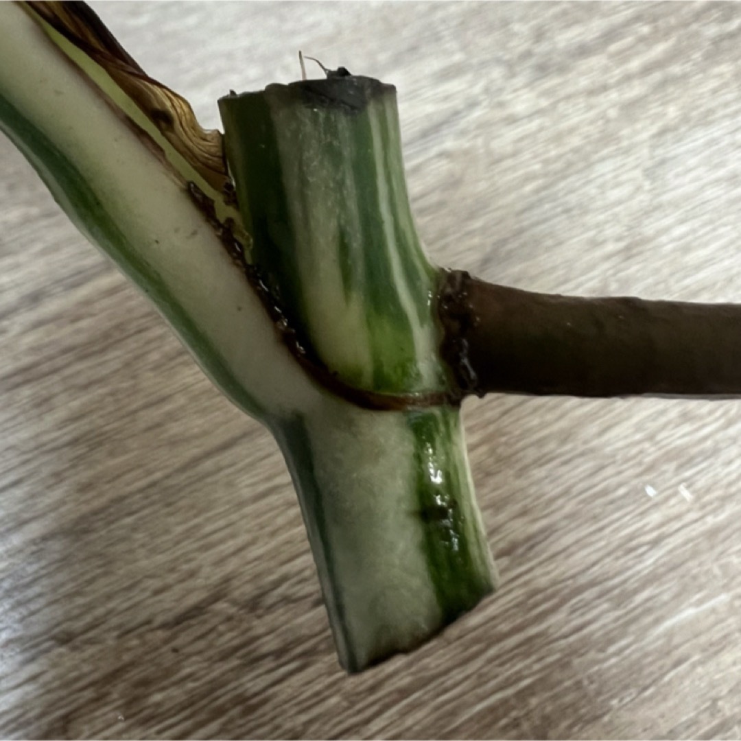 H モンステラ斑入り　発根済　鉢植え　苗　カット茎　ガーデニング　観葉植物 ハンドメイドのフラワー/ガーデン(プランター)の商品写真