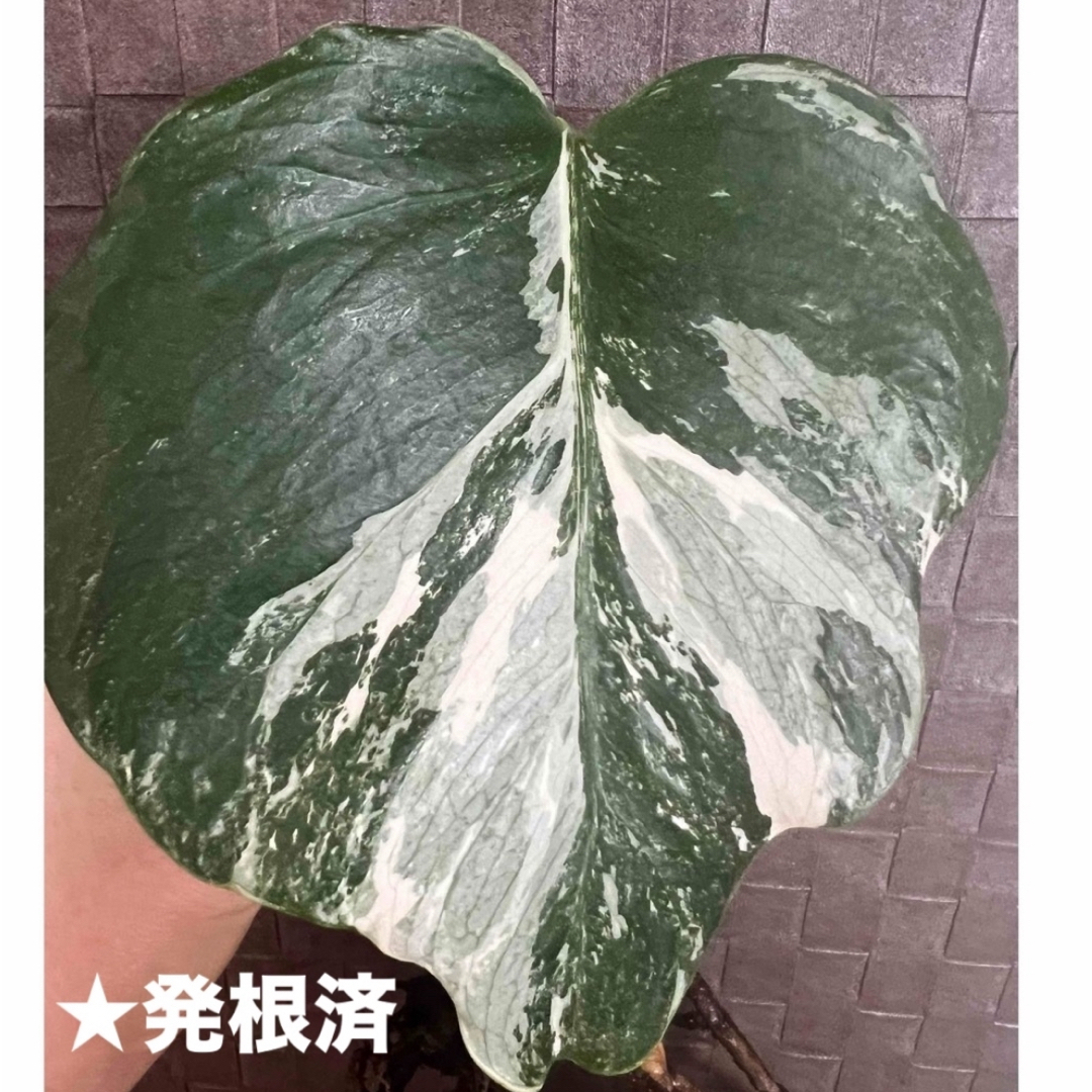 H モンステラ斑入り　発根済　鉢植え　苗　カット茎　ガーデニング　観葉植物 ハンドメイドのフラワー/ガーデン(プランター)の商品写真