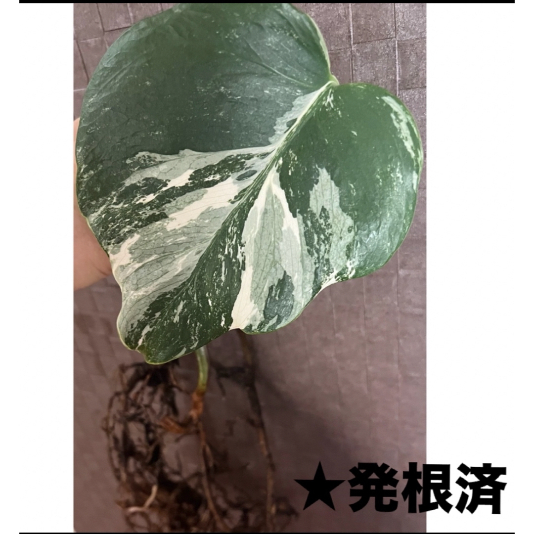 H モンステラ斑入り　発根済　鉢植え　苗　カット茎　ガーデニング　観葉植物 ハンドメイドのフラワー/ガーデン(プランター)の商品写真