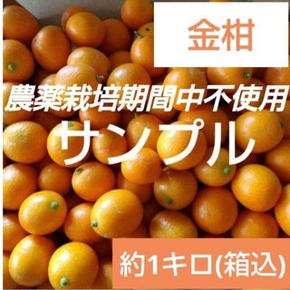 9 農薬栽培期間中不使用 金柑 キンカン 約1キロ(フルーツ)