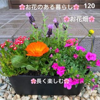 120☆お花のある暮らし☆長く楽しむ☆寄せ植え　花☆初心者様向け☆