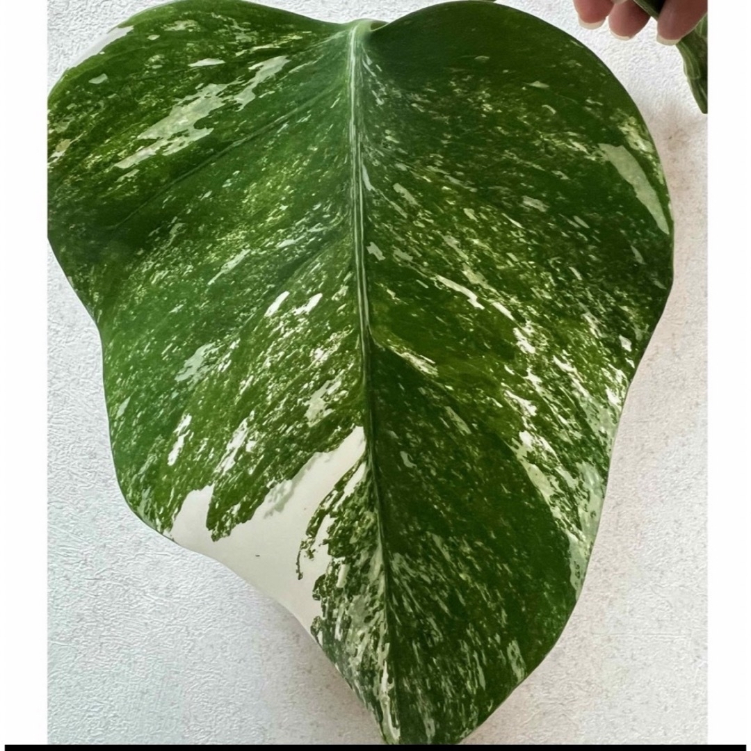 T 斑入りモンステラ　カット茎　カット苗　ボルシギアナ　観葉植物　インテリア ハンドメイドのフラワー/ガーデン(その他)の商品写真
