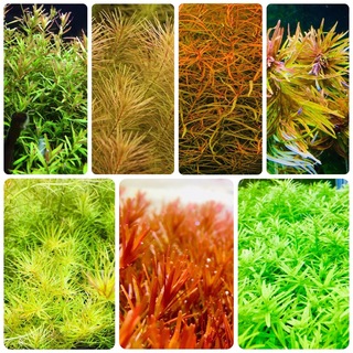 水草セット　7種類 水中葉　無農薬　無害虫(アクアリウム)