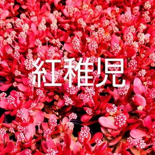 多肉植物  真っ赤な《 紅稚児》 抜き苗(その他)