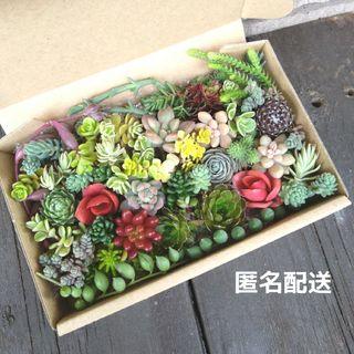 ★匿名配送★多肉植物おまかせ詰め合わせセット(その他)