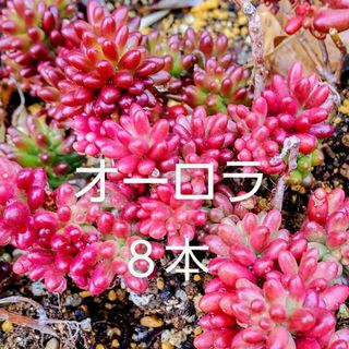 多肉植物  紅葉中の《 オーロラ 》カット苗(その他)