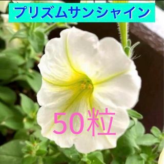 ペチュニア　プリズムサンシャイン① 種　約50粒　白×黄色の爽やかな色合い♪(その他)