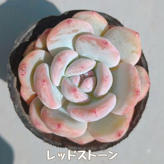 多肉植物　レッドストーン　カット苗(その他)