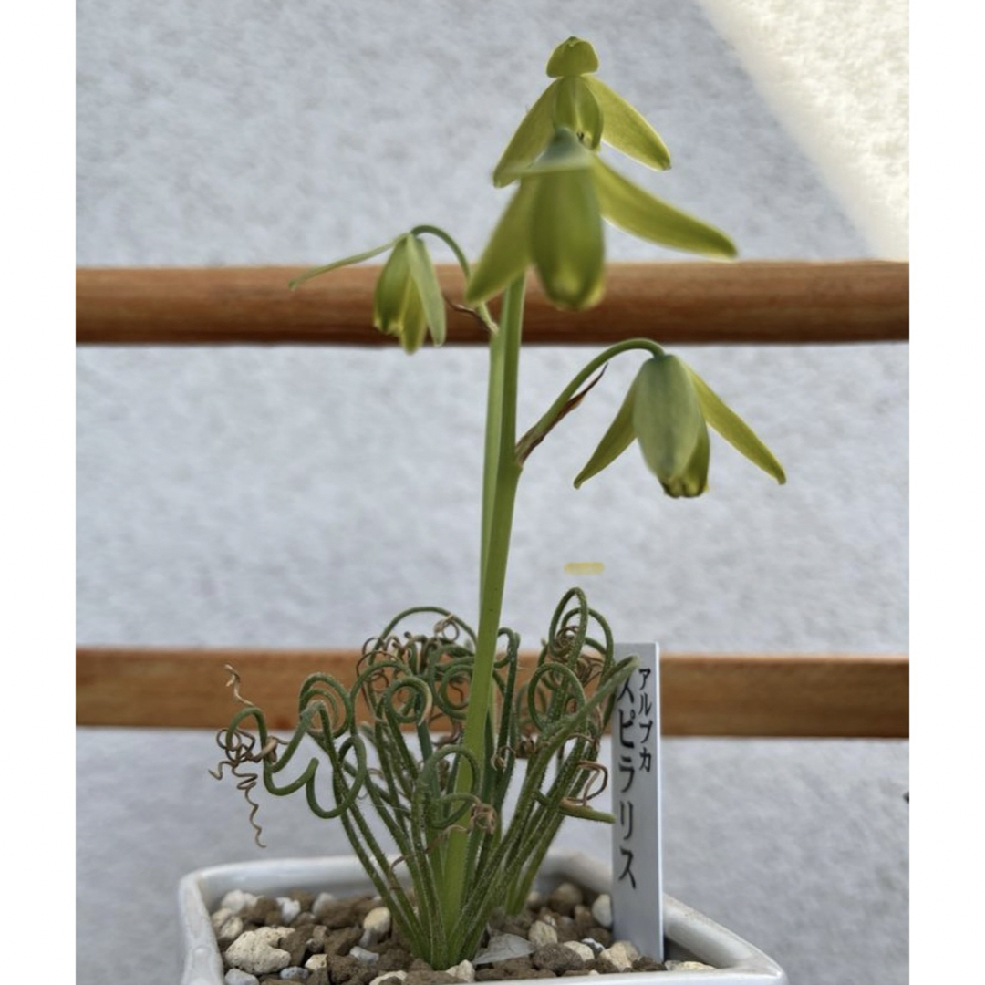 アルブカスピラリスの種 ハンドメイドのフラワー/ガーデン(その他)の商品写真