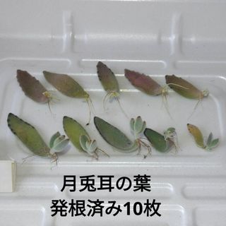 【多肉植物】カランコエ 月兎耳 葉(その他)