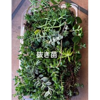 抜き苗　大 パック＋おまけ　多肉植物　セダム　ゆうパケット発送(その他)