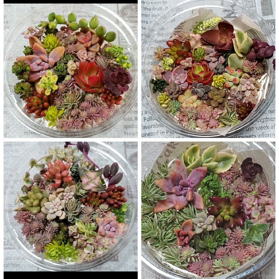 多肉植物　セダム　カット苗詰め合わせ ハンドメイドのフラワー/ガーデン(その他)の商品写真