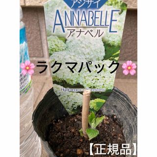 《アジサイ苗　紫陽花　アナベル》【正規品】⭐︎ラクマパック⭐︎(その他)