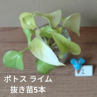 【観葉植物】ポトス ライム ①(その他)