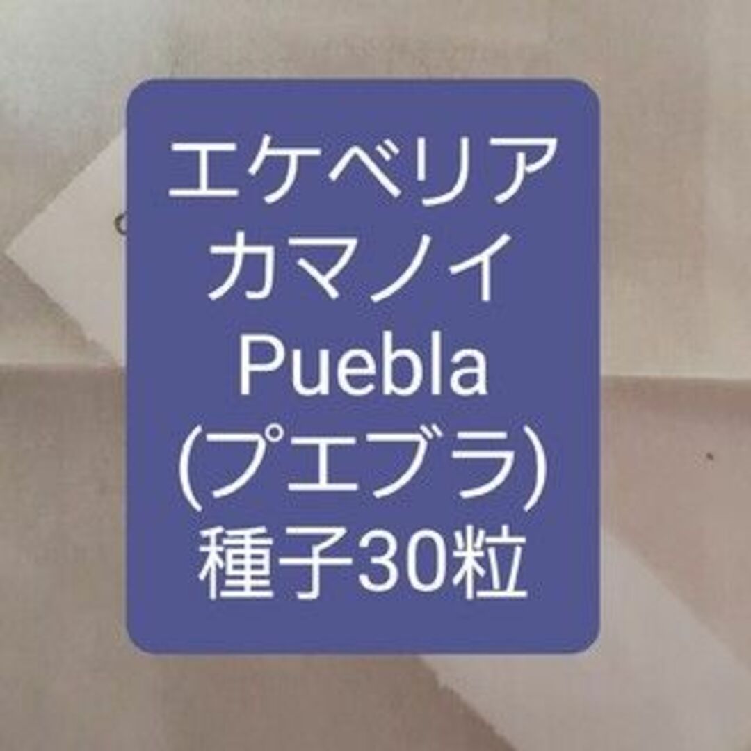 エケベリア　カマノイ, Puebla　種子30粒 ハンドメイドのフラワー/ガーデン(その他)の商品写真