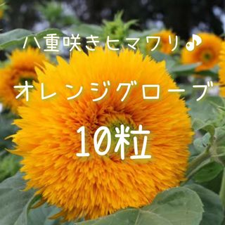 【オレンジグローブのタネ】10粒 ヒマワリ ひまわり 向日葵 八重咲き 切り花に(その他)