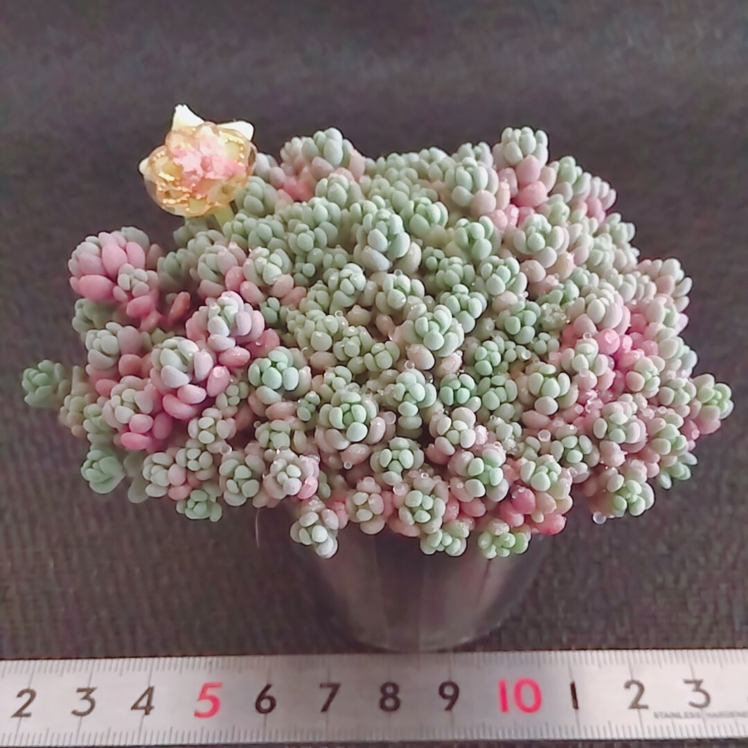 【美品】ポットごと発送  パープルヘイズ❤即購入OK 多肉植物 根付き ハンドメイドのフラワー/ガーデン(その他)の商品写真