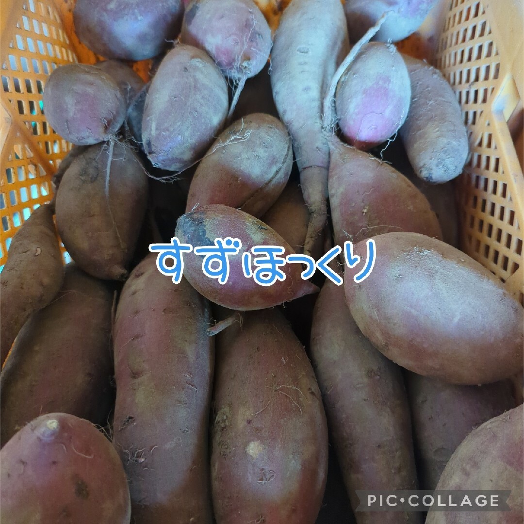 すずほっくりBC5kg 食品/飲料/酒の食品(野菜)の商品写真