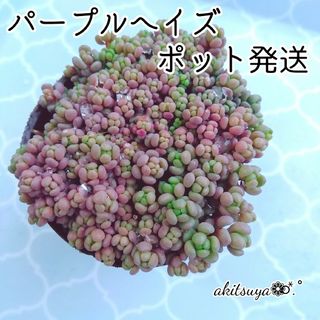 【美品】ポットごと発送  パープルヘイズ❤即購入OK 多肉植物 根付き(その他)