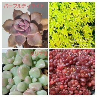 多肉植物　パープルディライト　ミリナエ　レッドベリー　ゴールデンカーペット(その他)