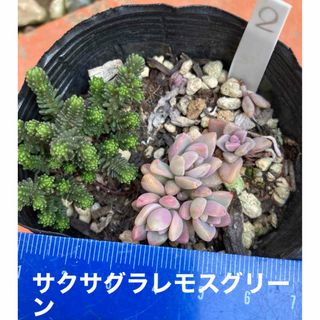 多肉植物　サクサグラレモスグリーン(その他)