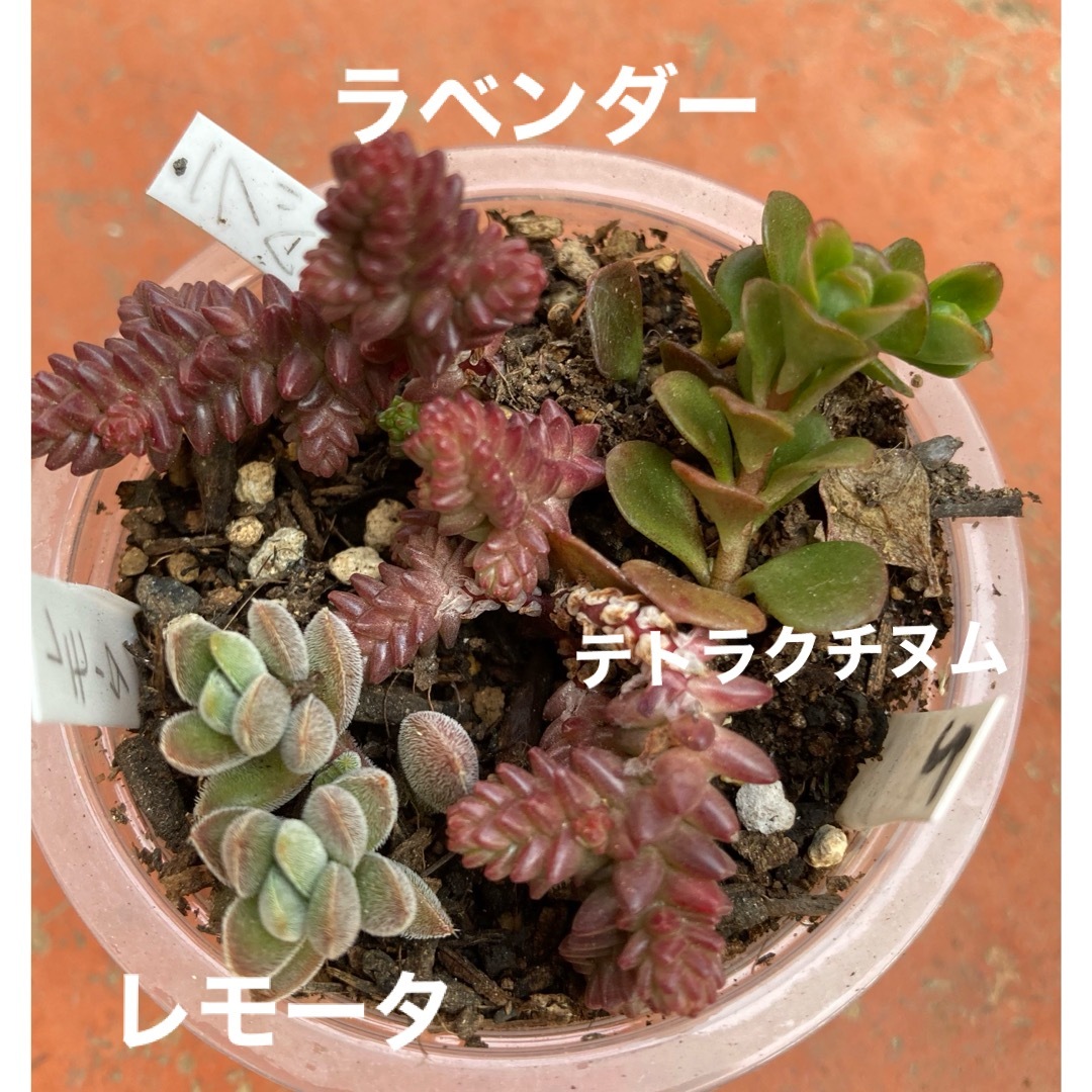 多肉植物　5 ラベンダー　テトラクチヌム　レモータ ハンドメイドのフラワー/ガーデン(その他)の商品写真