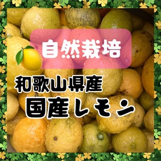 レモン　国産　1キロ  自然栽培　ご家庭用(フルーツ)