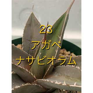 23 アガベ　ナサビオラム　スリット鉢付　Agave Nussaviorum(プランター)