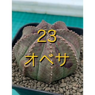 25 オベサ　鉢付　Euphorbia obesa(プランター)