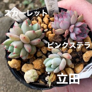 多肉植物　ピンクステラ　立田　スカーレット(その他)