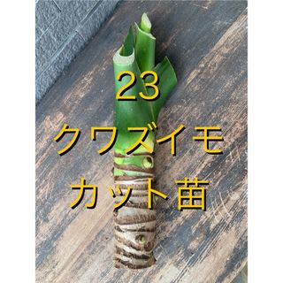 23 特大　クワズイモ　カット苗　Alocasia odora(プランター)