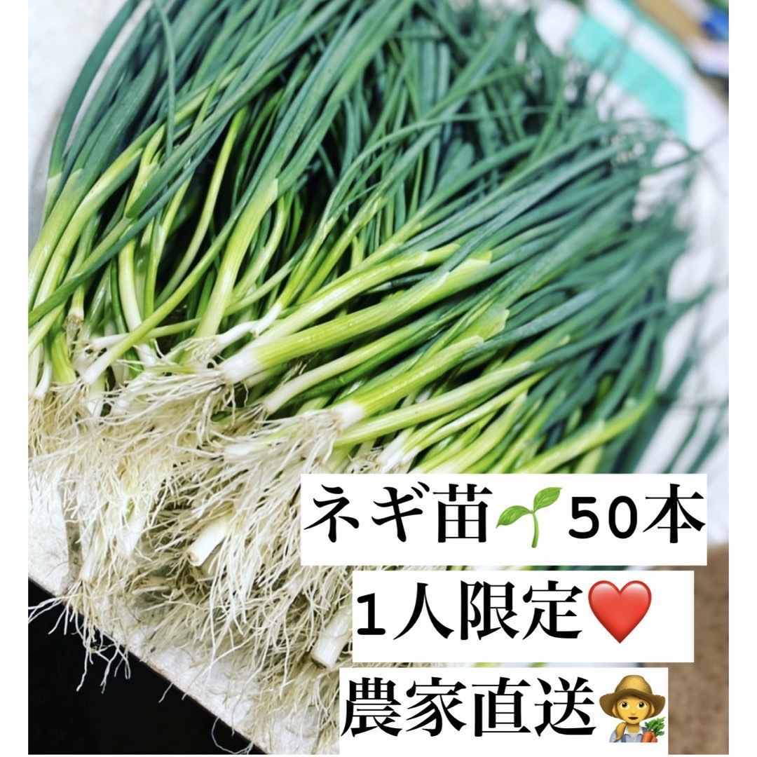 福岡県産　ネギ苗50本　1人限定 食品/飲料/酒の食品(野菜)の商品写真