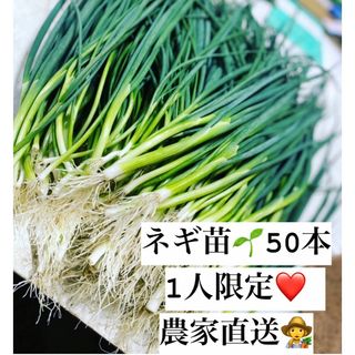 福岡県産　ネギ苗50本　1人限定(野菜)