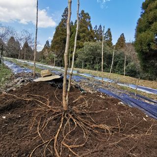 ※最後まで読むとプレゼントあり　熊本県　阿蘇産　棘なしタラの根　20本(その他)